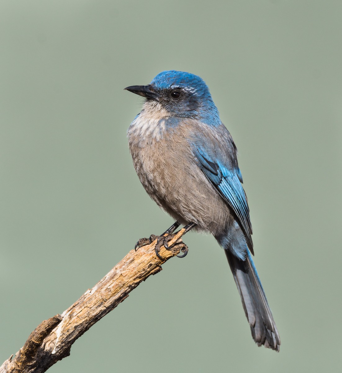 Woodhouse's Scrub-Jay - ML218772951