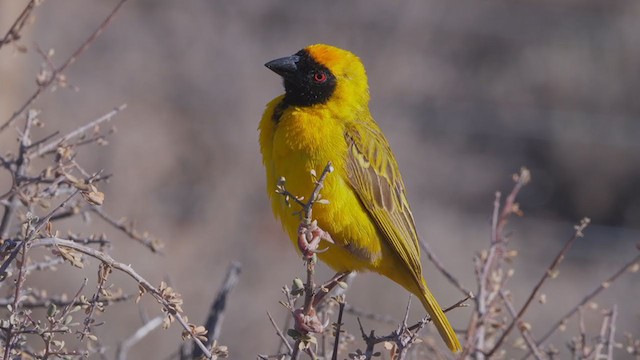 Southern Masked-Weaver - ML218773991