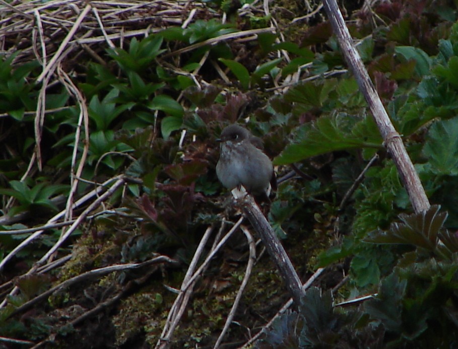 Dark-sided Flycatcher - Stephan Lorenz