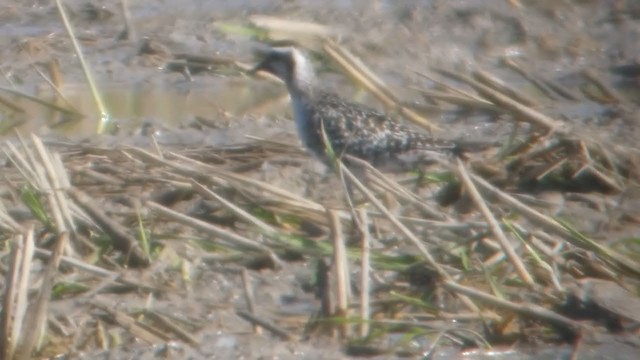 American Golden-Plover - ML218774801