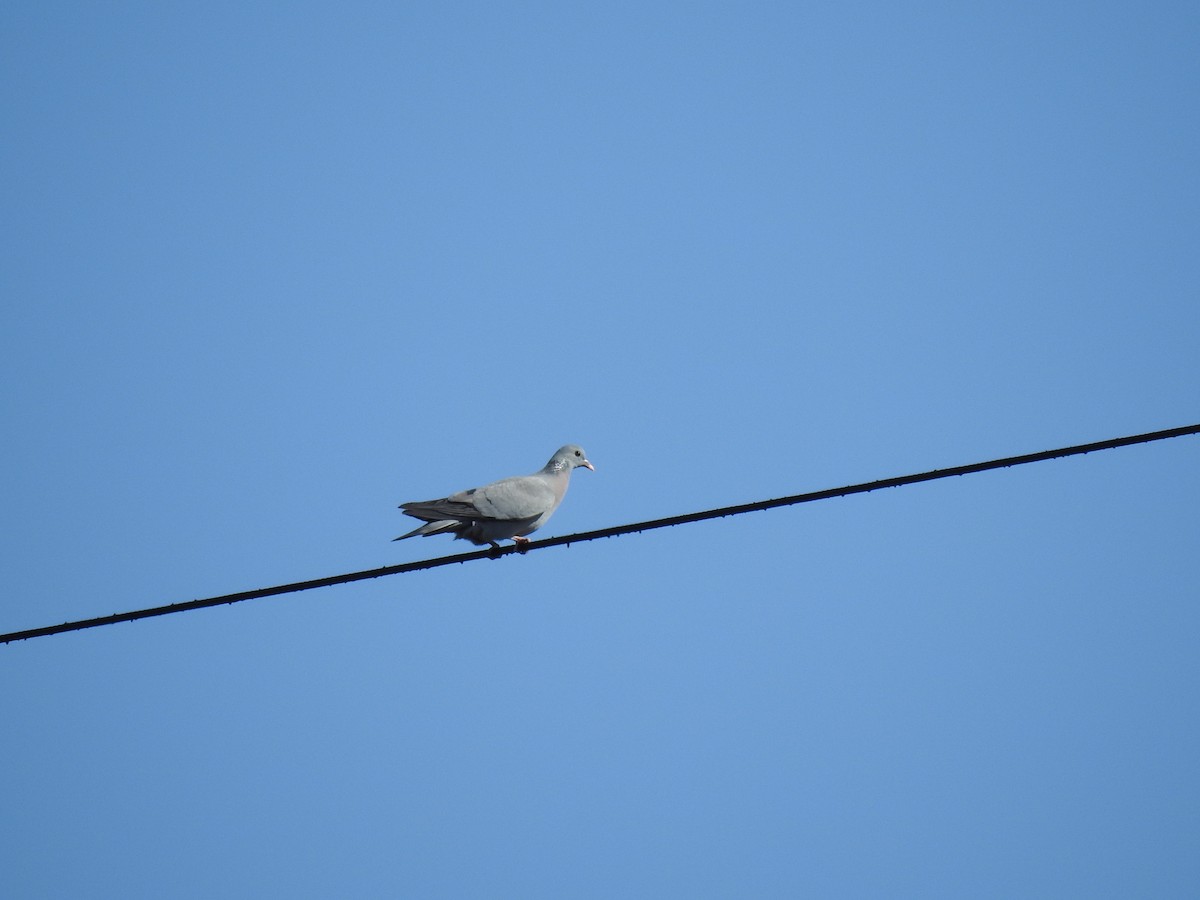 Stock Dove - ML218775611