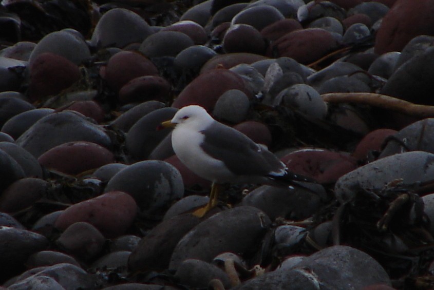 Black-tailed Gull - ML218775941