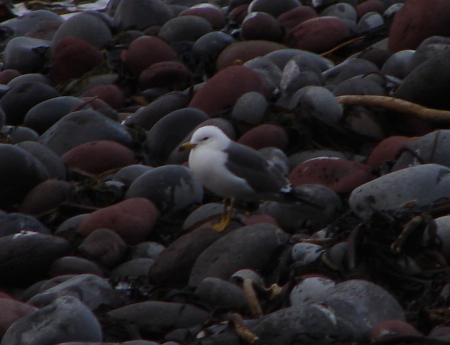 Black-tailed Gull - ML218776041