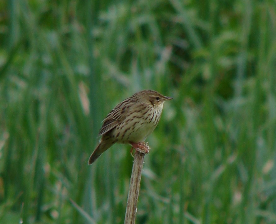 Lanceolated Warbler - ML218776421