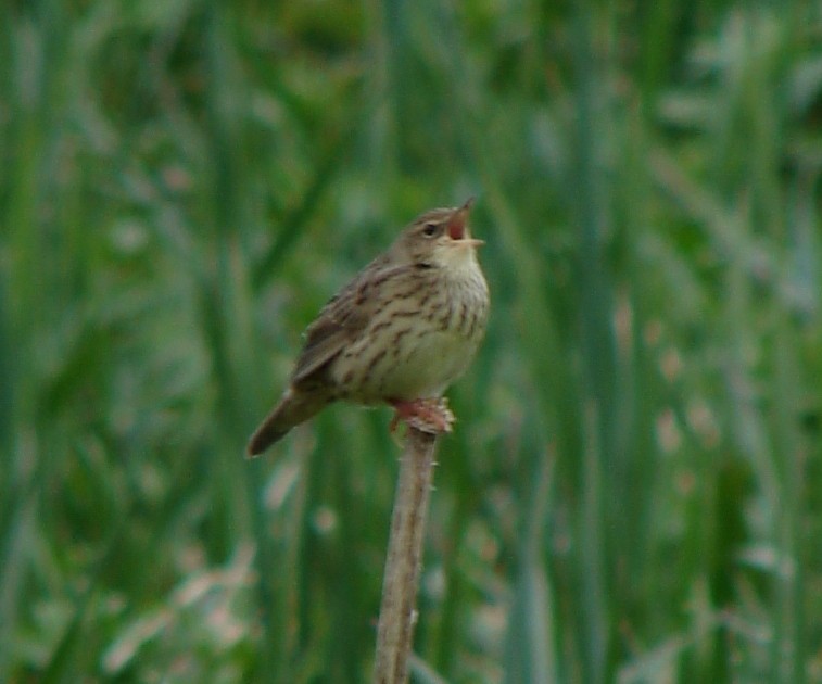 Lanceolated Warbler - ML218776511