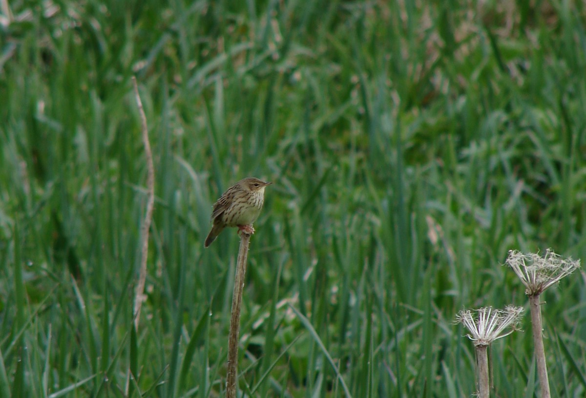 Lanceolated Warbler - ML218776771