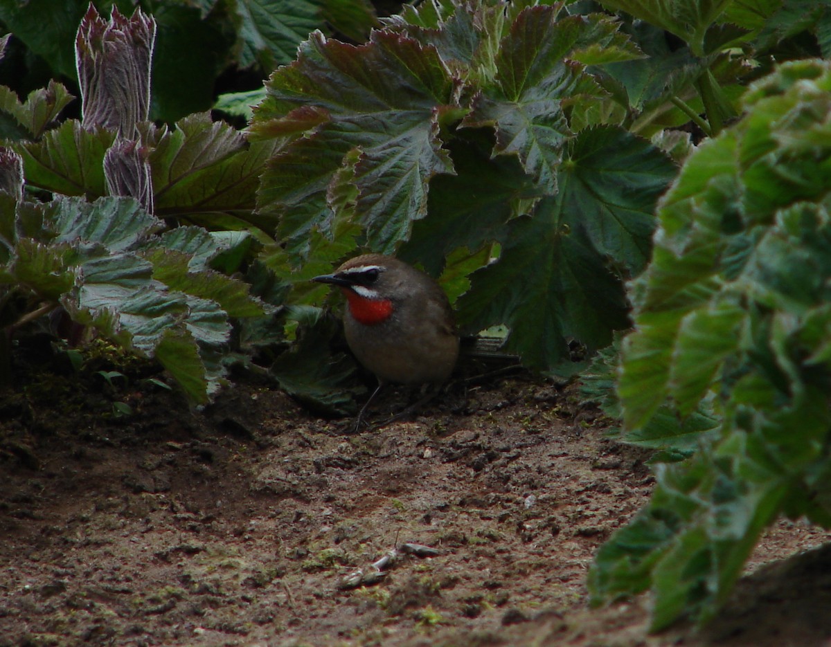 Siberian Rubythroat - ML218778101