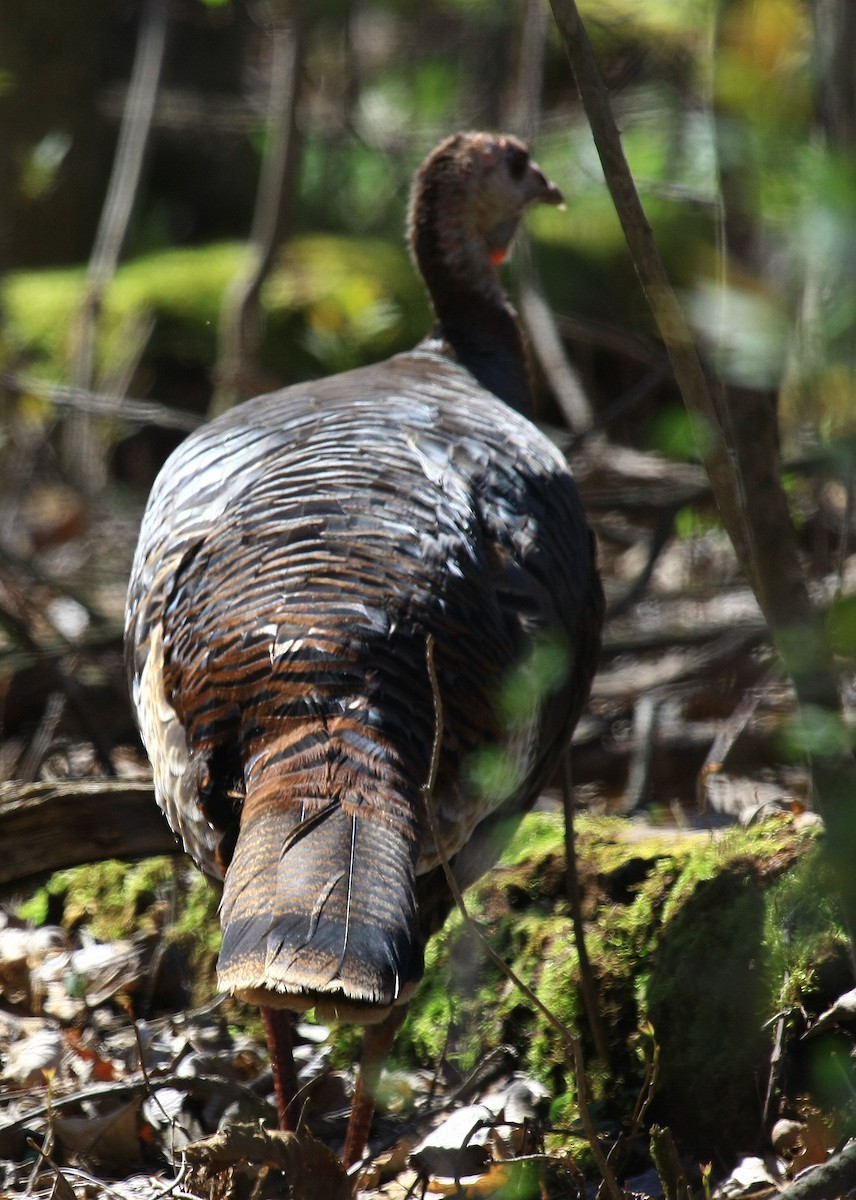 Wild Turkey - Tim Lenz