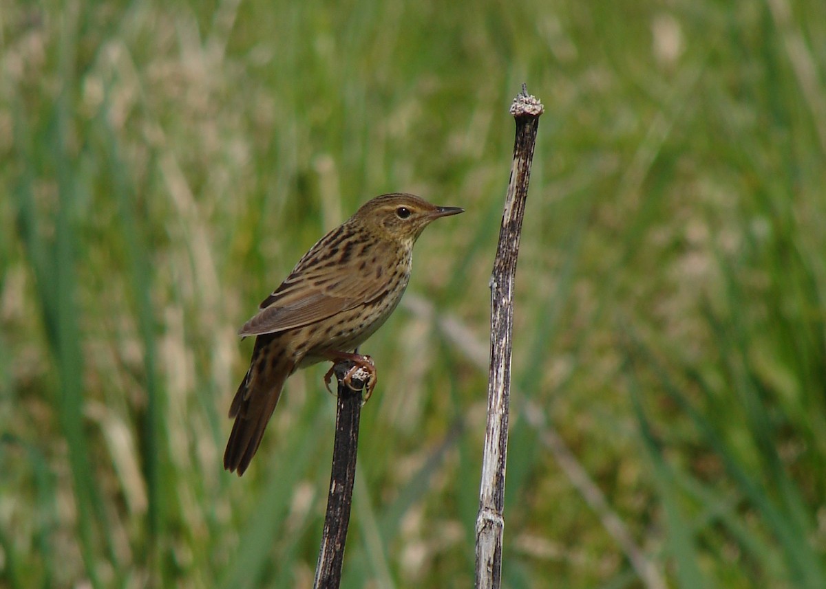 Lanceolated Warbler - ML218778621