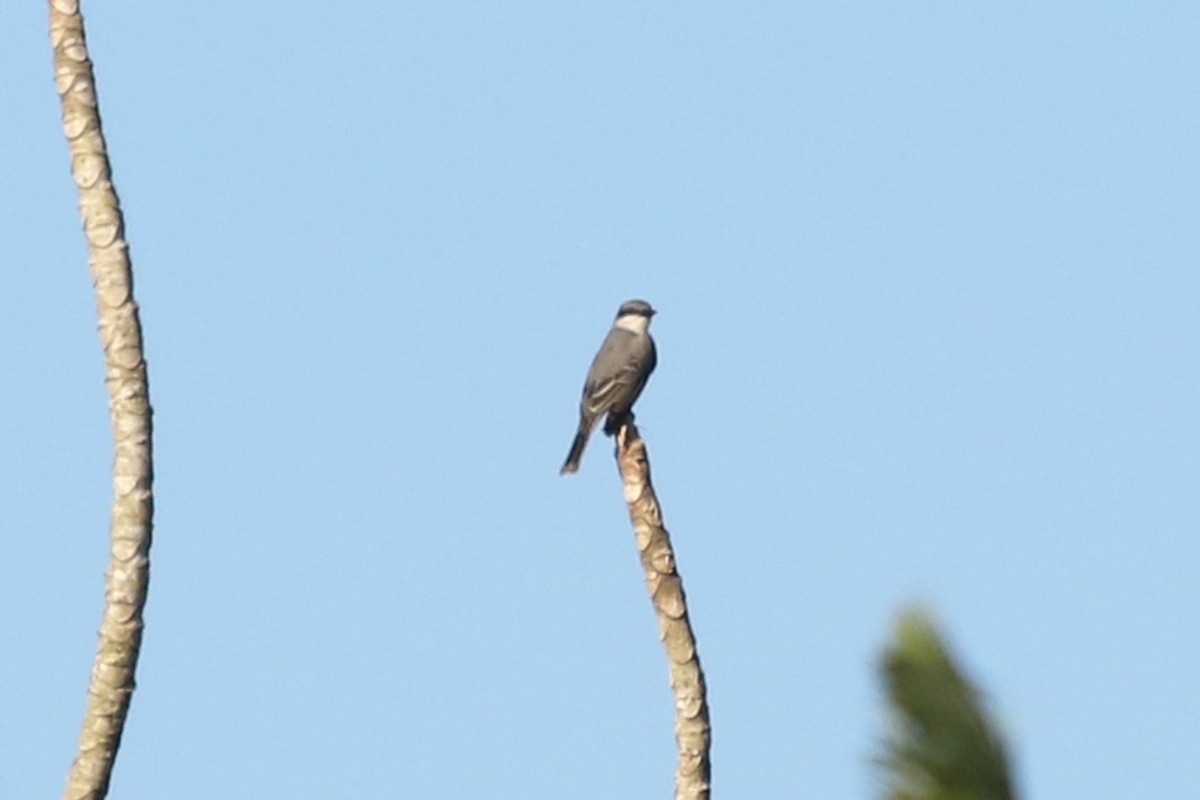 Gray Kingbird - ML218780481