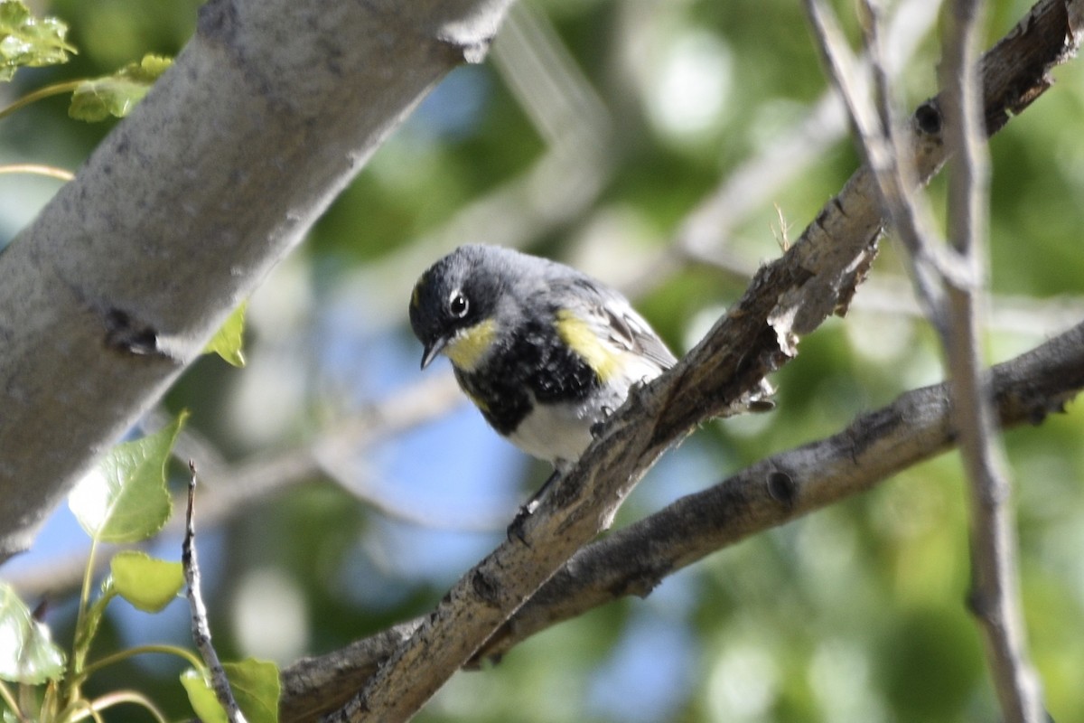 Yellow-rumped Warbler (Audubon's) - ML218781281
