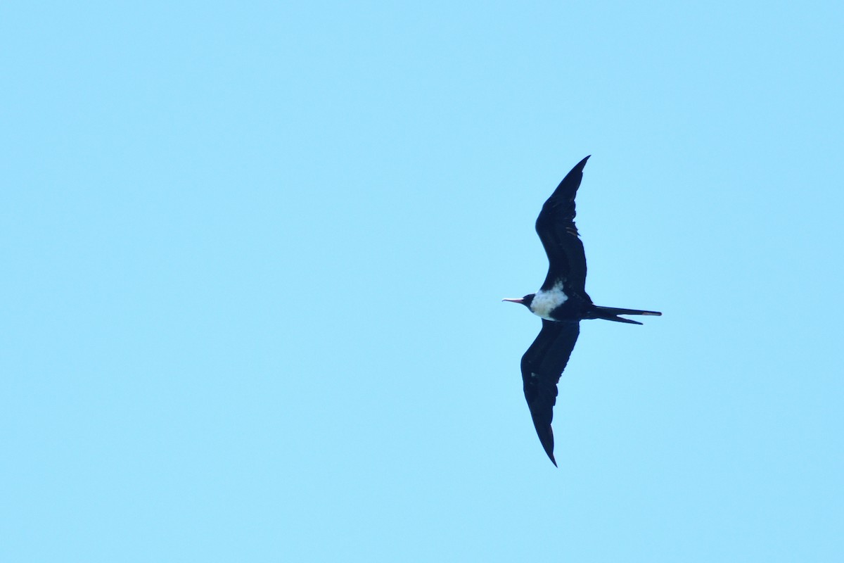 Lesser Frigatebird - ML218781871