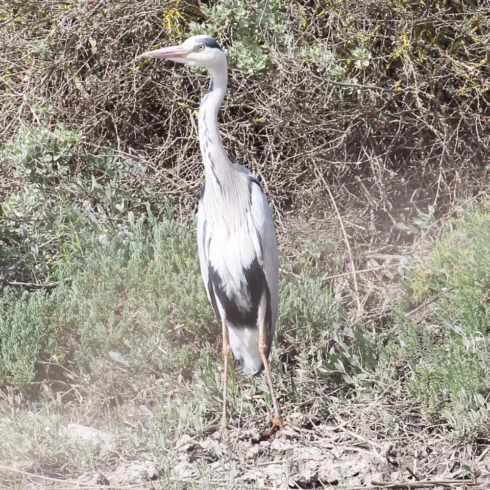 Gray Heron - ML218781971