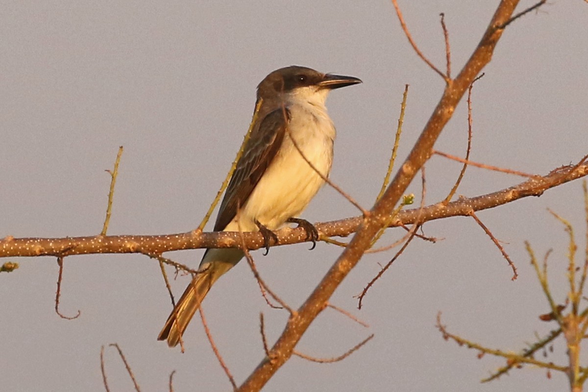 Gray Kingbird - ML218782611