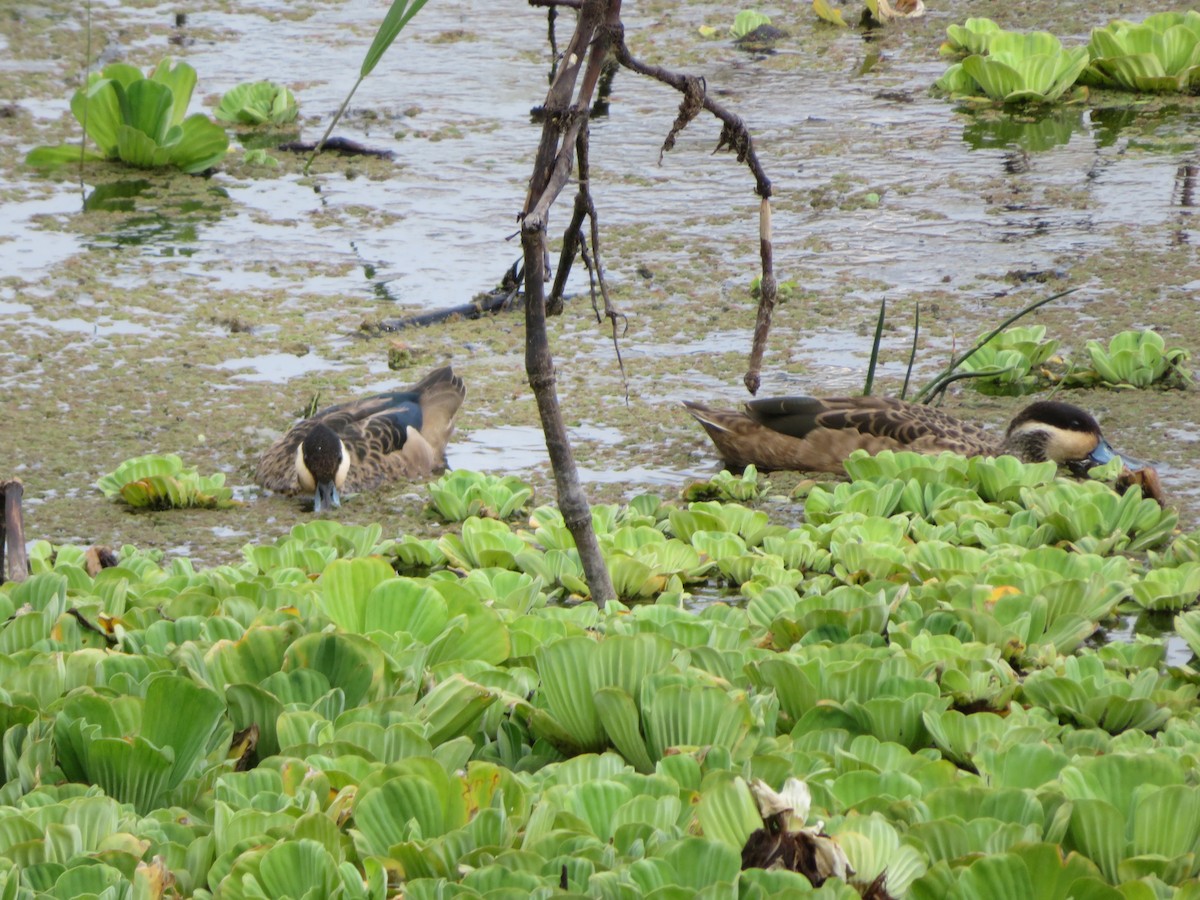 Blue-billed Teal - ML218783361