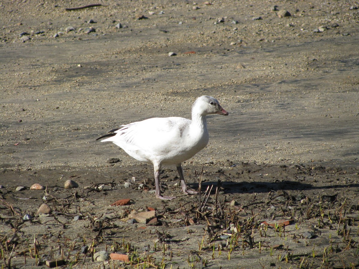 Ross's Goose - Enrique Zamora