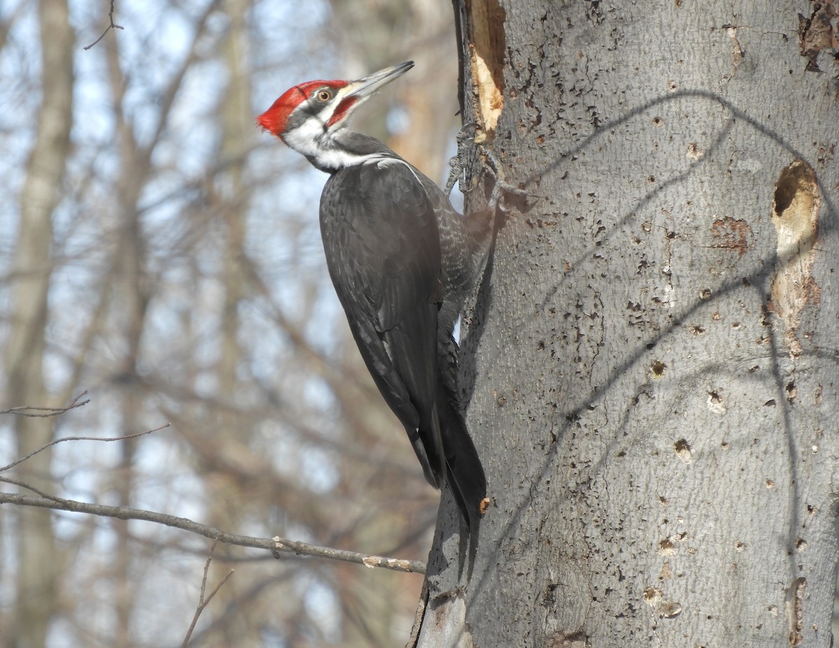 Pileated Woodpecker - Myreille Bachand
