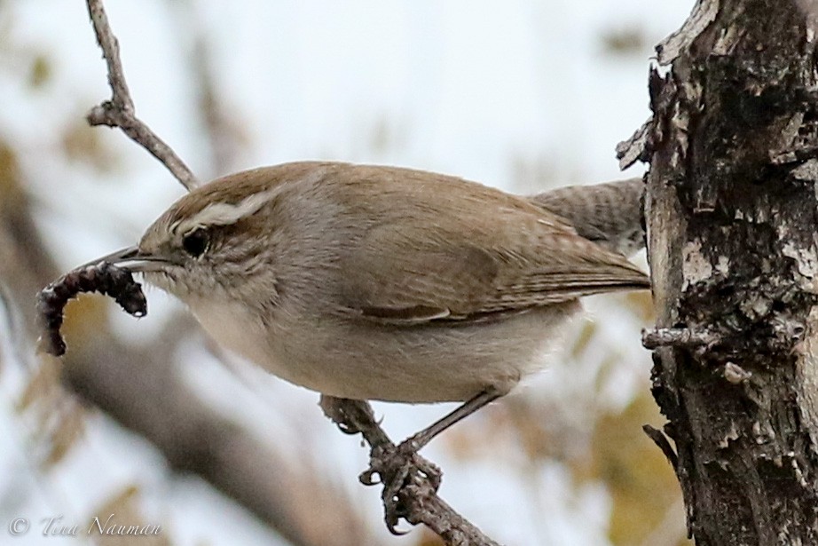 Bewick's Wren - ML218785051