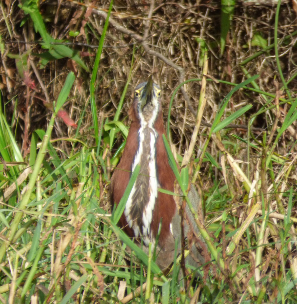 Rufescent Tiger-Heron - Eduardo Carranza