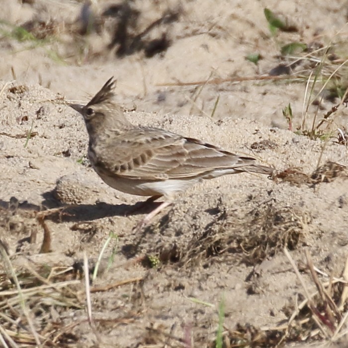 Crested Lark - ML218785601