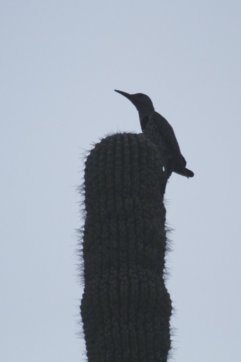 Gilded Flicker - ML218786011