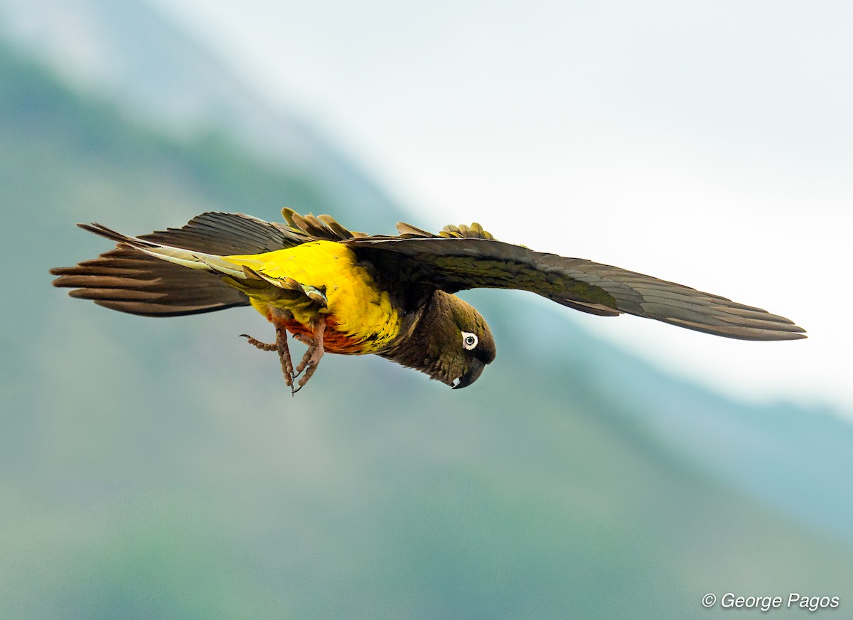 Conure de Patagonie - ML218786041