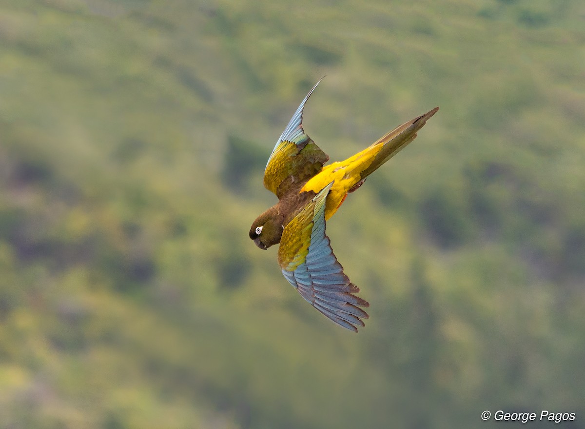 Burrowing Parakeet - George Pagos