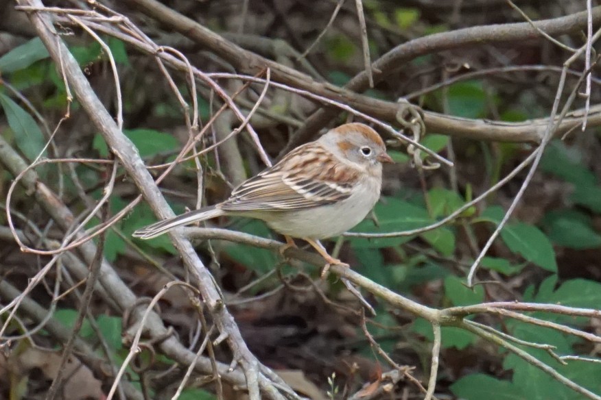 Field Sparrow - ML218786911