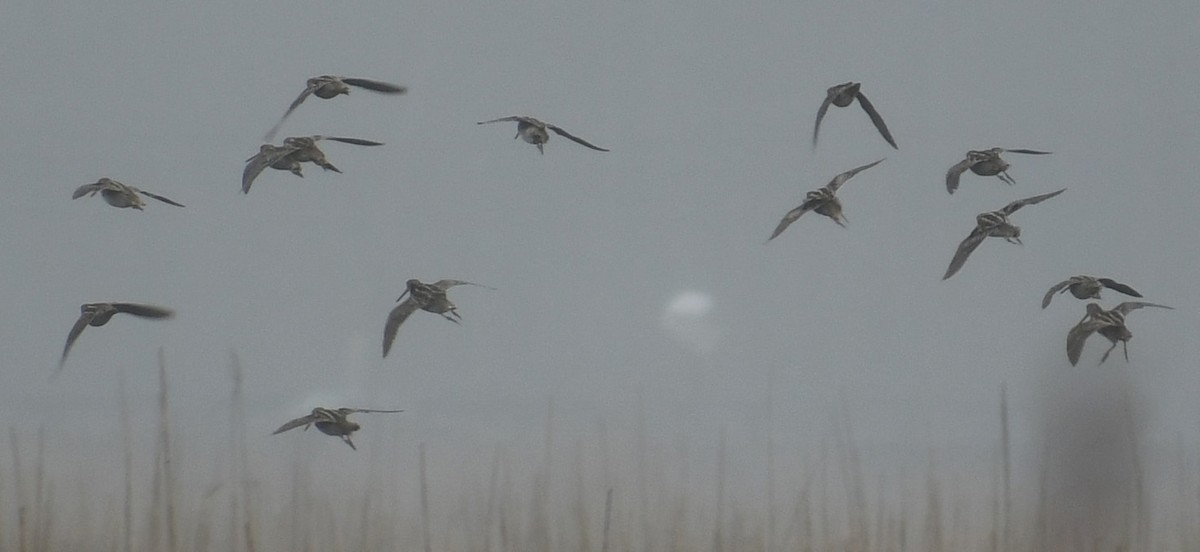 Wilson's Snipe - ML218788221