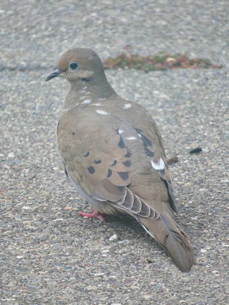 Mourning Dove - ML218788231