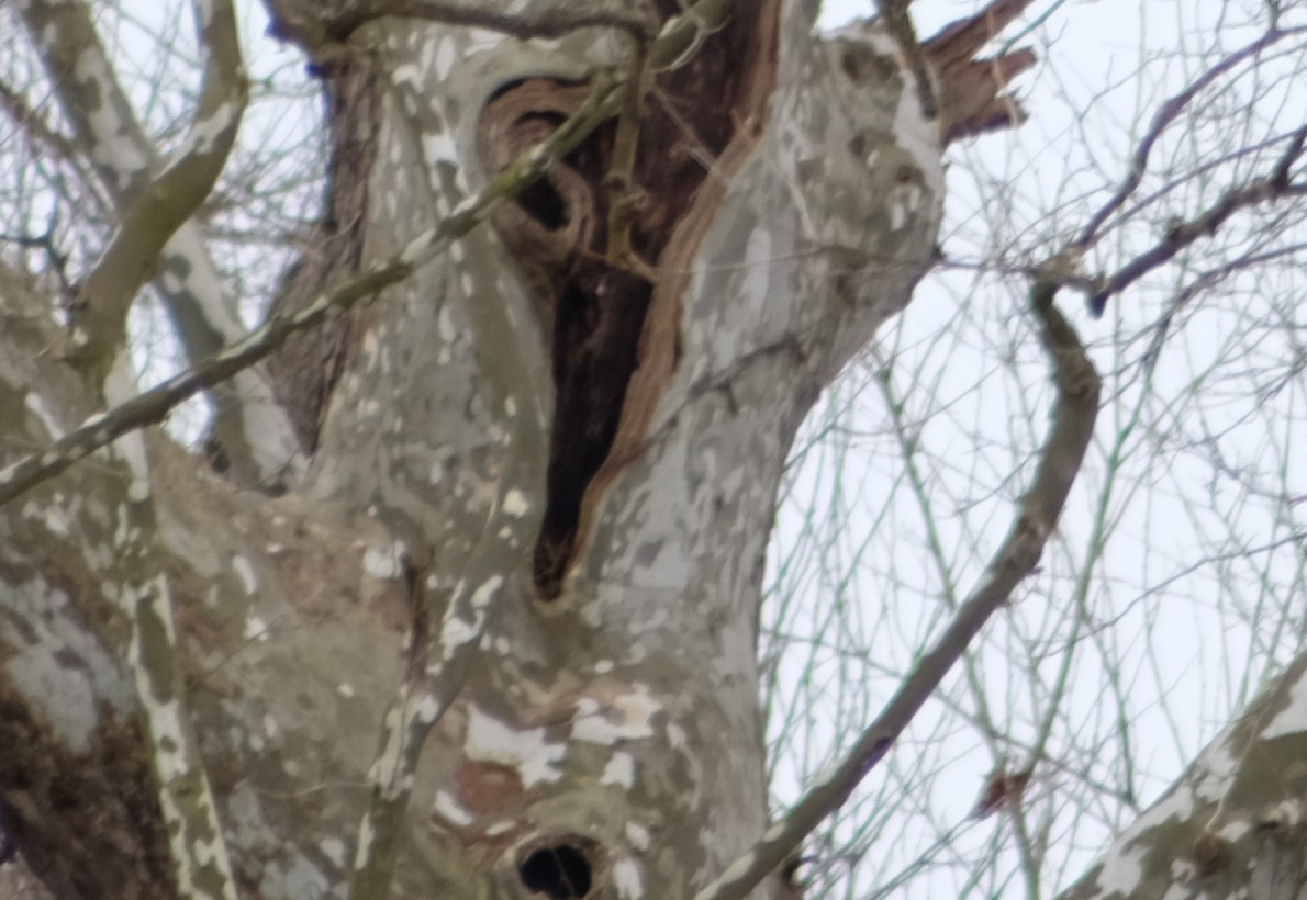 Eastern Screech-Owl - ML218790961