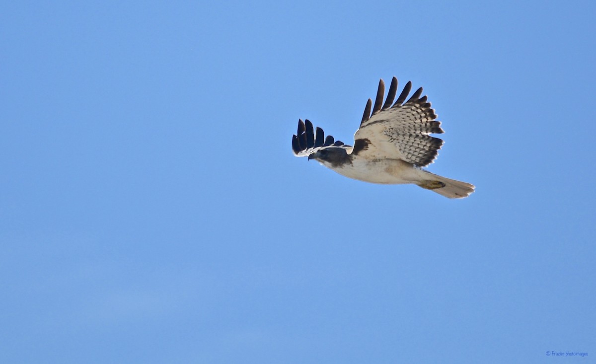 Red-tailed Hawk - John Frazier