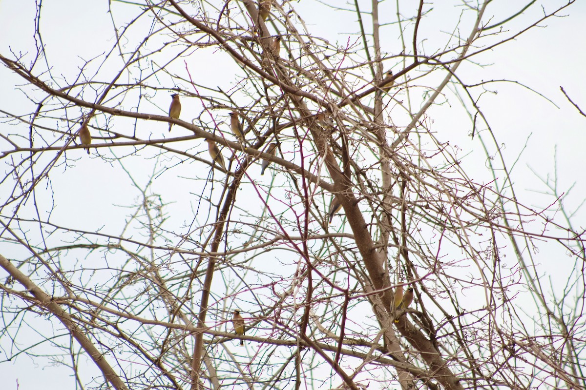 Cedar Waxwing - ML218791091