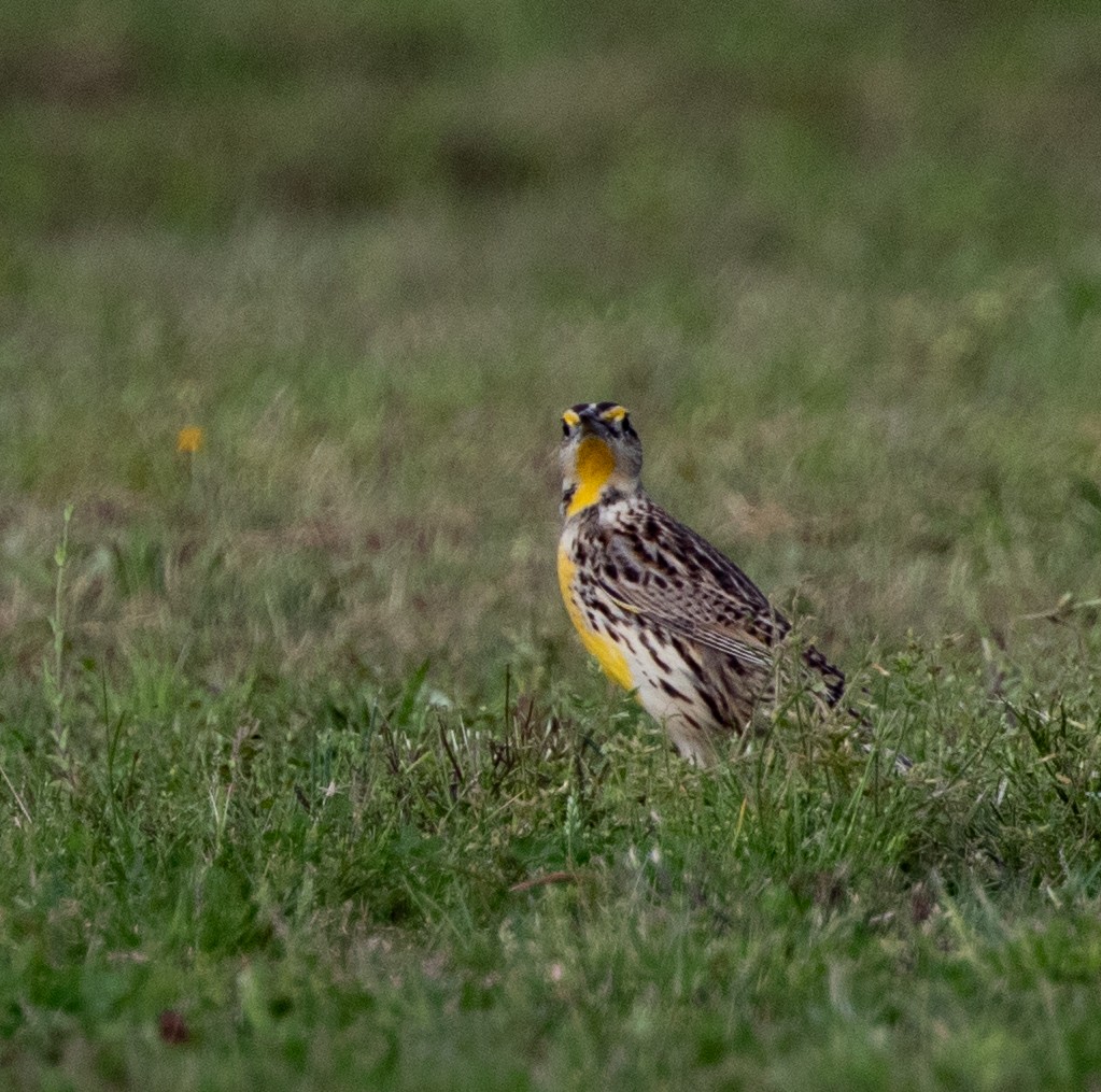 Eastern Meadowlark - ML218792211