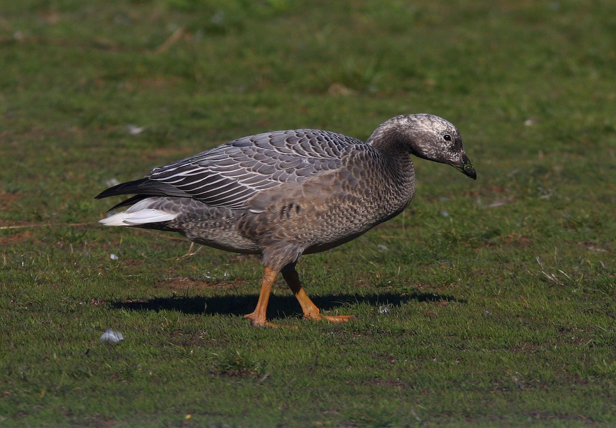 Emperor Goose - Don Munson