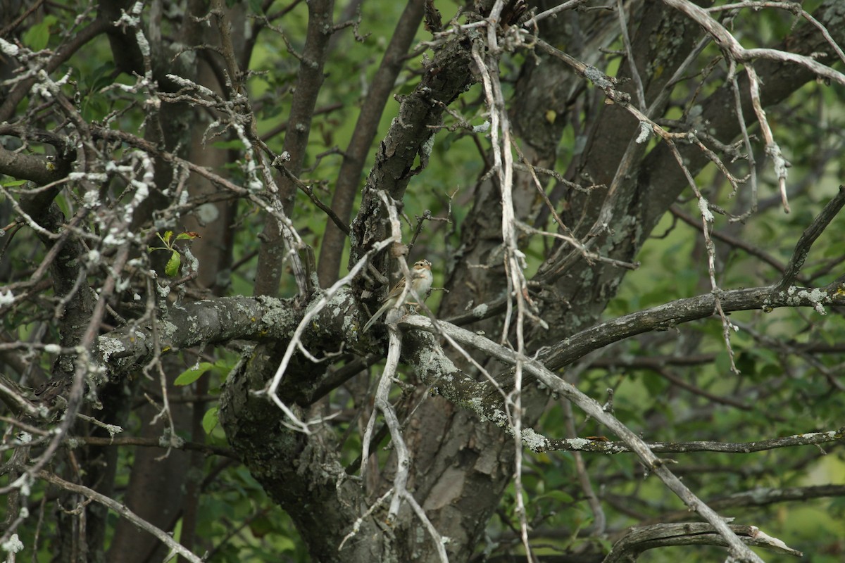 Clay-colored Sparrow - ML218795651