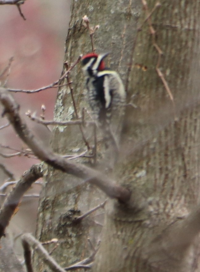 Yellow-bellied Sapsucker - ML218796761