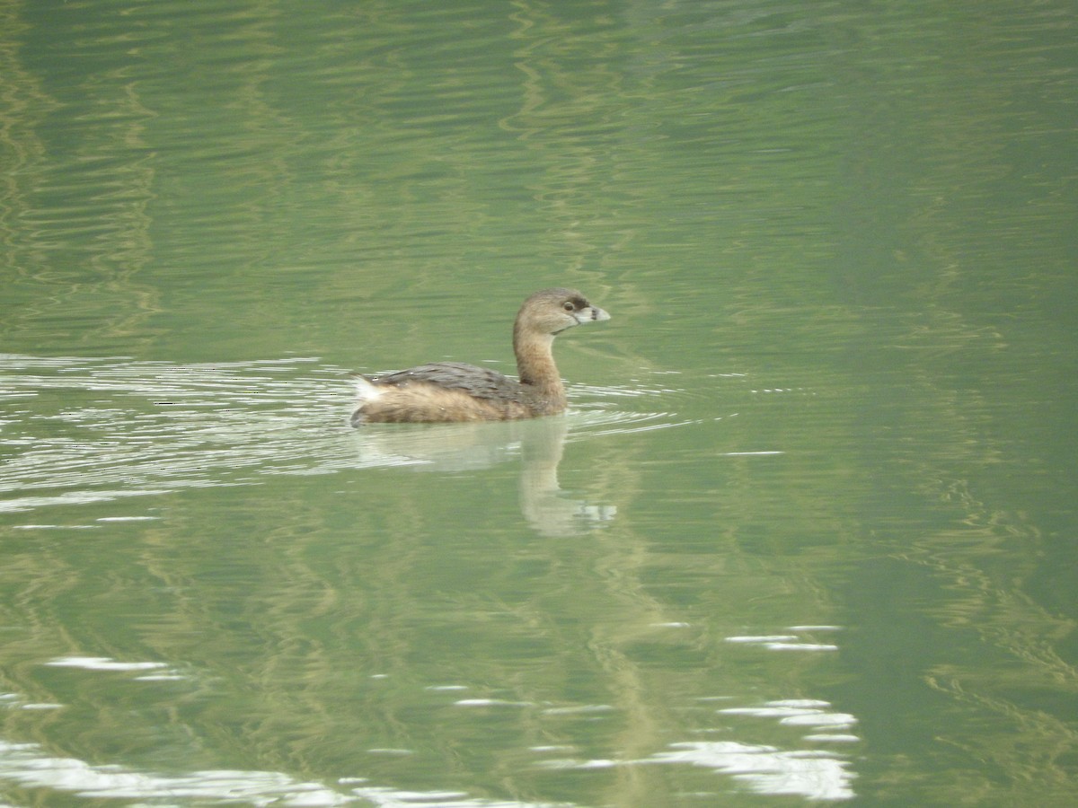 Pied-billed Grebe - ML218797961