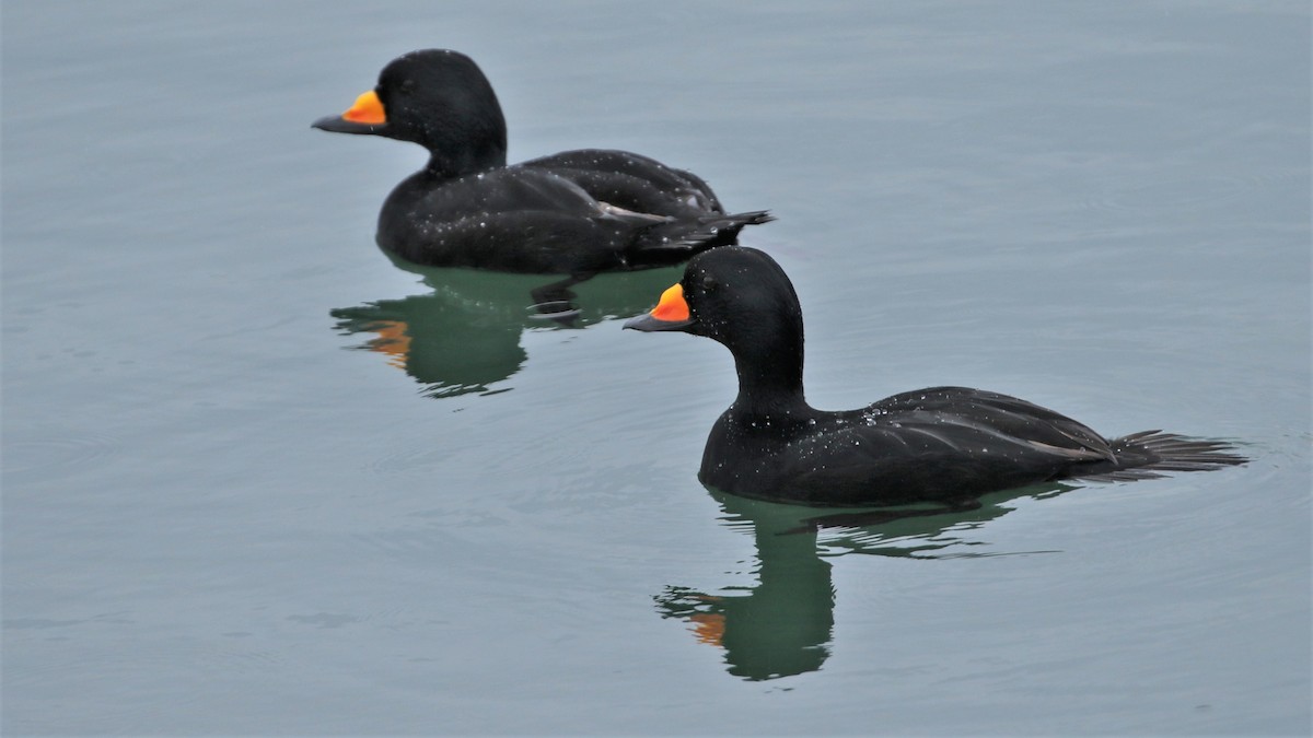 Black Scoter - Dean LaTray