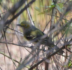 White-eyed Vireo - ML218798311