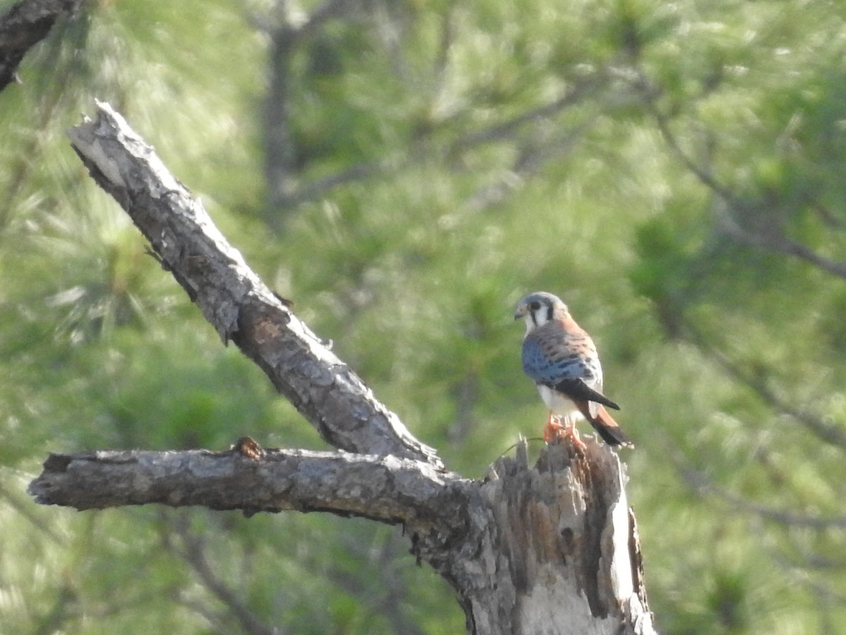 American Kestrel - Meghan Frey