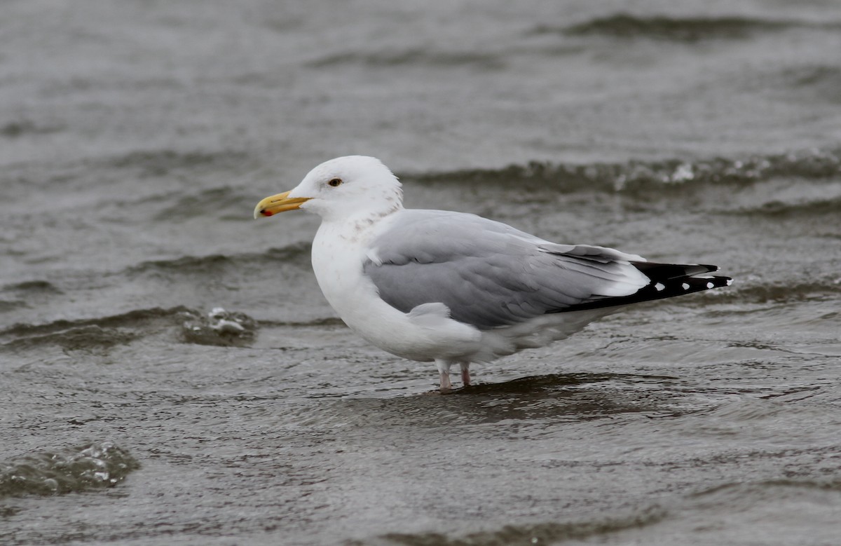 Herring Gull - Tom Beeke