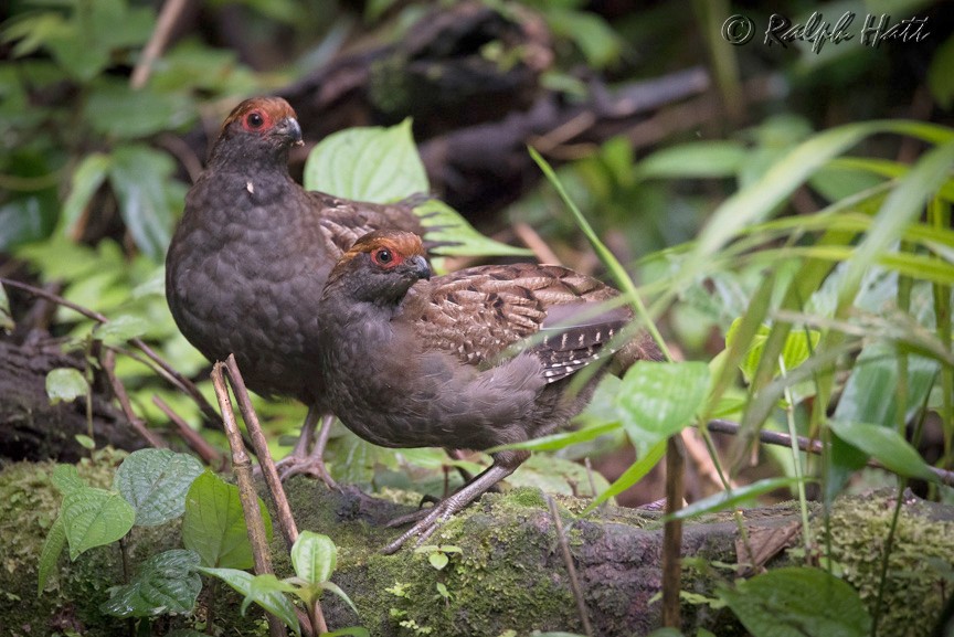 Spot-winged Wood-Quail - ML218799771