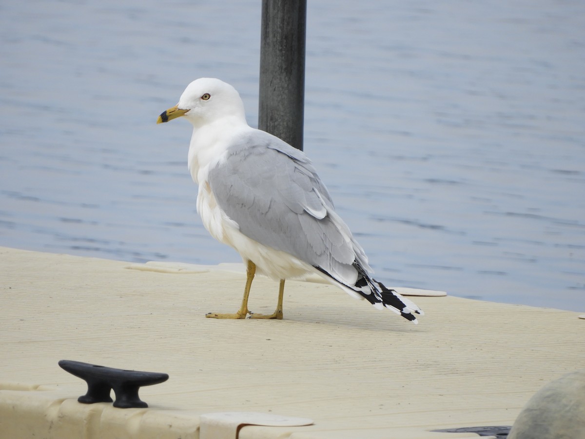 Ring-billed Gull - ML218799911