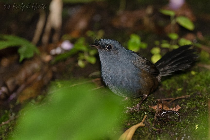 Slaty Bristlefront - ML218800291