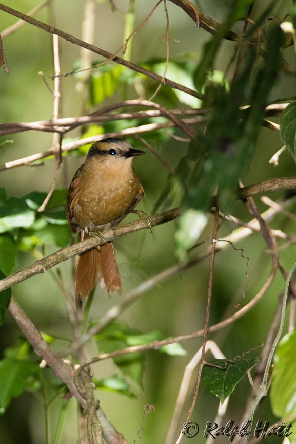 Buff-fronted Foliage-gleaner - ML218800511