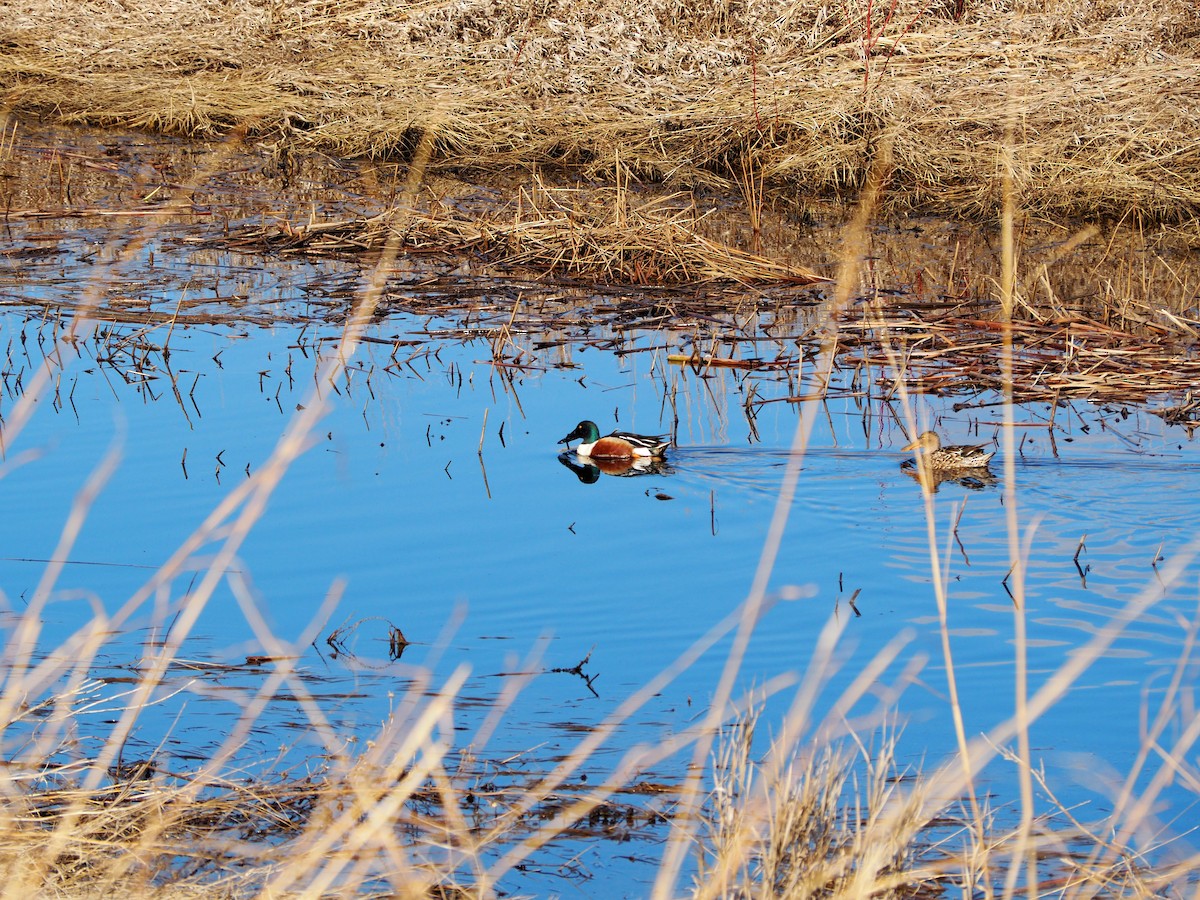 Northern Shoveler - ML218800521