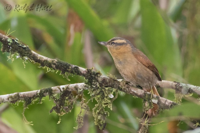 Ochre-breasted Foliage-gleaner - ML218800541