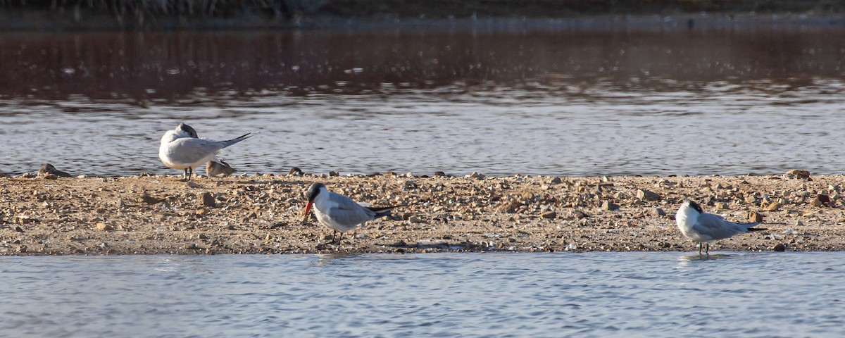 Caspian Tern - ML218800671