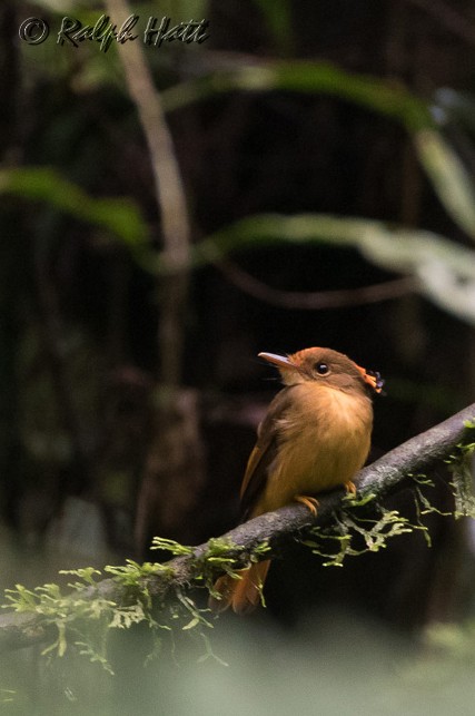 Atlantic Royal Flycatcher - ML218800711